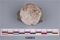 藏品(螃蟹)的圖片